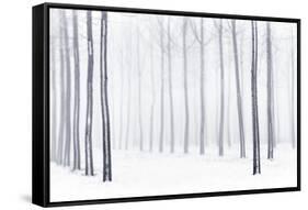 Plain Piedmont, Piedmont, Italy. Hoar Frost Trees-ClickAlps-Framed Stretched Canvas