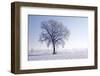 Plain Piedmont, Piedmont, Italy. Hoar Frost Trees-ClickAlps-Framed Photographic Print