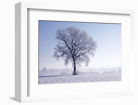 Plain Piedmont, Piedmont, Italy. Hoar Frost Trees-ClickAlps-Framed Photographic Print