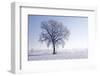 Plain Piedmont, Piedmont, Italy. Hoar Frost Trees-ClickAlps-Framed Photographic Print