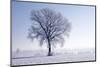 Plain Piedmont, Piedmont, Italy. Hoar Frost Trees-ClickAlps-Mounted Photographic Print