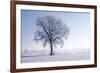 Plain Piedmont, Piedmont, Italy. Hoar Frost Trees-ClickAlps-Framed Photographic Print