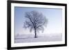 Plain Piedmont, Piedmont, Italy. Hoar Frost Trees-ClickAlps-Framed Photographic Print