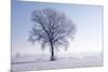 Plain Piedmont, Piedmont, Italy. Hoar Frost Trees-ClickAlps-Mounted Photographic Print