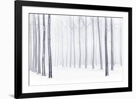 Plain Piedmont, Piedmont, Italy. Hoar Frost Trees-ClickAlps-Framed Photographic Print