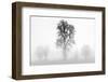 Plain Piedmont, Piedmont, Turin, Italy. Trees in the mist-ClickAlps-Framed Photographic Print