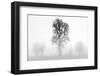 Plain Piedmont, Piedmont, Turin, Italy. Trees in the mist-ClickAlps-Framed Photographic Print