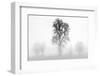 Plain Piedmont, Piedmont, Turin, Italy. Trees in the mist-ClickAlps-Framed Photographic Print