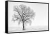 Plain Piedmont, Piedmont,Turin, Italy. Trees in the mist-ClickAlps-Framed Stretched Canvas