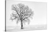 Plain Piedmont, Piedmont,Turin, Italy. Trees in the mist-ClickAlps-Stretched Canvas