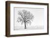 Plain Piedmont, Piedmont,Turin, Italy. Trees in the mist-ClickAlps-Framed Photographic Print