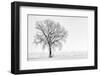 Plain Piedmont, Piedmont,Turin, Italy. Trees in the mist-ClickAlps-Framed Photographic Print