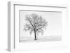 Plain Piedmont, Piedmont,Turin, Italy. Trees in the mist-ClickAlps-Framed Photographic Print