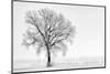 Plain Piedmont, Piedmont,Turin, Italy. Trees in the mist-ClickAlps-Mounted Photographic Print