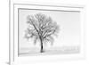 Plain Piedmont, Piedmont,Turin, Italy. Trees in the mist-ClickAlps-Framed Photographic Print