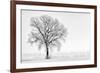 Plain Piedmont, Piedmont,Turin, Italy. Trees in the mist-ClickAlps-Framed Photographic Print