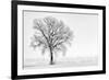 Plain Piedmont, Piedmont,Turin, Italy. Trees in the mist-ClickAlps-Framed Photographic Print