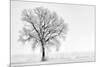 Plain Piedmont, Piedmont,Turin, Italy. Trees in the mist-ClickAlps-Mounted Photographic Print