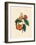 Plain Tawny Rajah Butterfly, Charaxes Psaphon (Nymphalis Bernardus) on a Camellia. Copied from Edwa-Edward Donovan-Framed Giclee Print