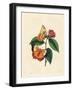 Plain Tawny Rajah Butterfly, Charaxes Psaphon (Nymphalis Bernardus) on a Camellia. Copied from Edwa-Edward Donovan-Framed Giclee Print