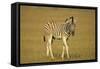Plain Zebra Foal Wandering-null-Framed Stretched Canvas