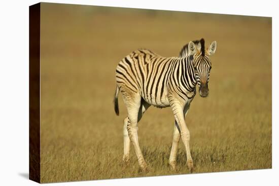 Plain Zebra Foal Wandering-null-Stretched Canvas