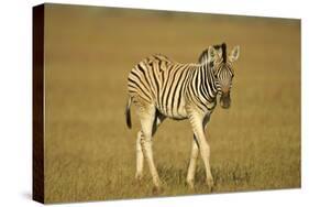 Plain Zebra Foal Wandering-null-Stretched Canvas