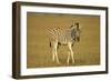 Plain Zebra Foal Wandering-null-Framed Photographic Print