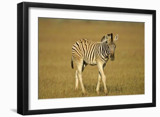 Plain Zebra Foal Wandering-null-Framed Photographic Print