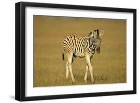 Plain Zebra Foal Wandering-null-Framed Photographic Print