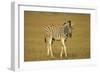 Plain Zebra Foal Wandering-null-Framed Photographic Print