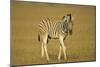 Plain Zebra Foal Wandering-null-Mounted Photographic Print