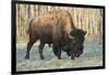 Plains Bison shedding winter fur in Spring, Elk Island National Park, Alberta, Canada-Jon Reaves-Framed Photographic Print