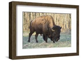 Plains Bison shedding winter fur in Spring, Elk Island National Park, Alberta, Canada-Jon Reaves-Framed Photographic Print