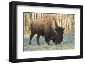 Plains Bison shedding winter fur in Spring, Elk Island National Park, Alberta, Canada-Jon Reaves-Framed Photographic Print