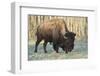 Plains Bison shedding winter fur in Spring, Elk Island National Park, Alberta, Canada-Jon Reaves-Framed Photographic Print