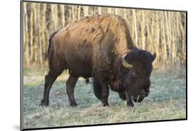 Plains Bison shedding winter fur in Spring, Elk Island National Park, Alberta, Canada-Jon Reaves-Mounted Photographic Print