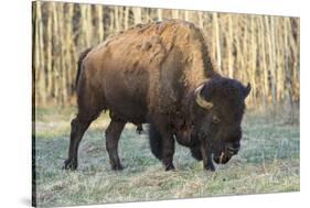 Plains Bison shedding winter fur in Spring, Elk Island National Park, Alberta, Canada-Jon Reaves-Stretched Canvas