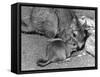 Plains Viscacha-null-Framed Stretched Canvas