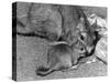 Plains Viscacha-null-Stretched Canvas