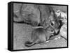Plains Viscacha-null-Framed Stretched Canvas