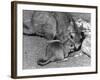 Plains Viscacha-null-Framed Photographic Print