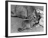 Plains Viscacha-null-Framed Photographic Print