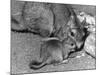 Plains Viscacha-null-Mounted Photographic Print