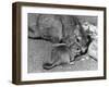 Plains Viscacha-null-Framed Photographic Print