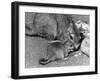 Plains Viscacha-null-Framed Photographic Print