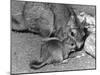 Plains Viscacha-null-Mounted Photographic Print