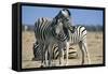 Plains Zebra and Young-Adrian Warren-Framed Stretched Canvas