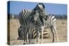 Plains Zebra and Young-Adrian Warren-Stretched Canvas