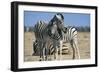 Plains Zebra and Young-Adrian Warren-Framed Photographic Print
